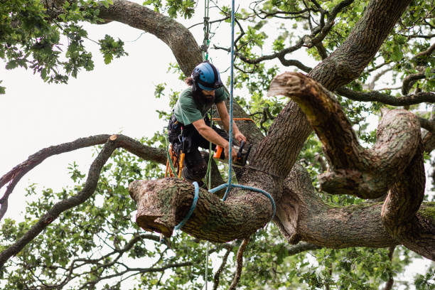 Best Tree Mulching  in Beachwood, OH