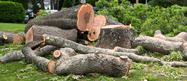 Best Storm Damage Tree Cleanup  in Beachwood, OH